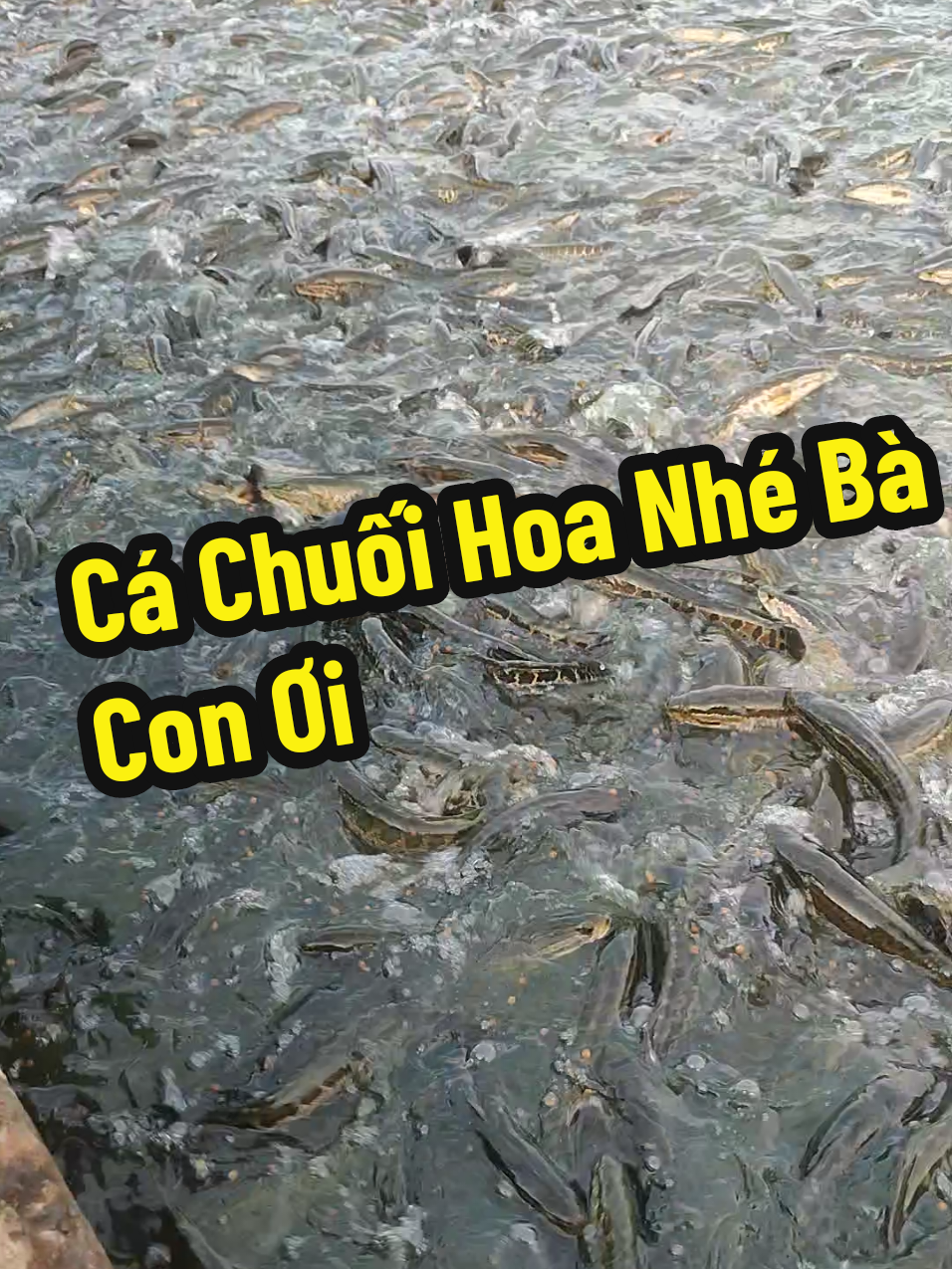 @C&aacute; Chuối Hoa
