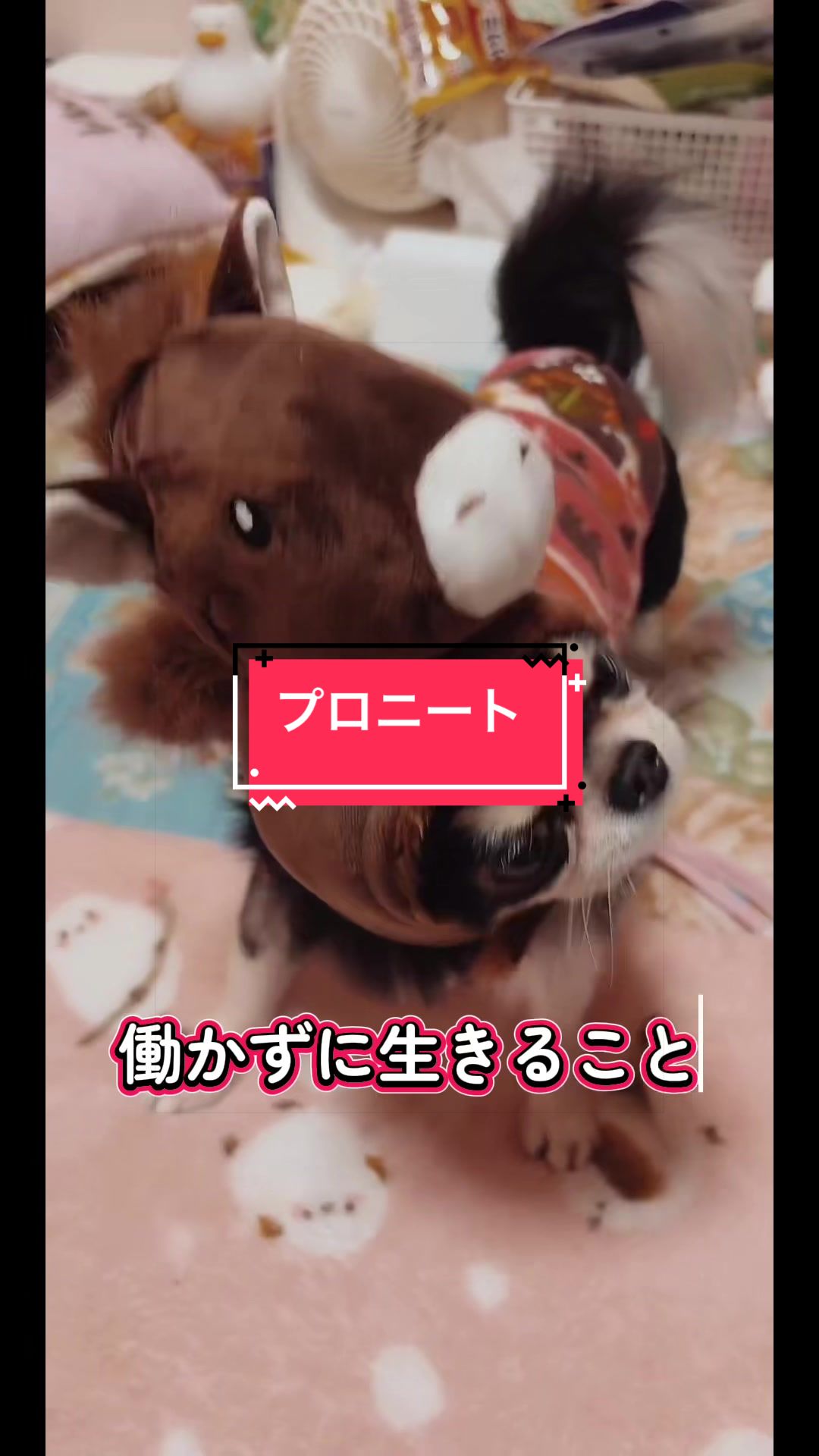 @ニンニン🐶🩵🍀