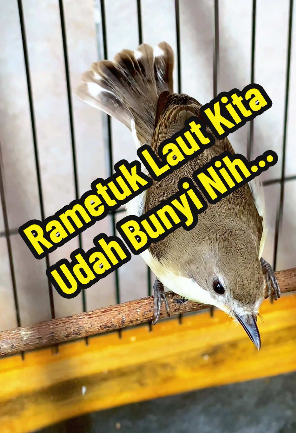 @GeDang Manuk