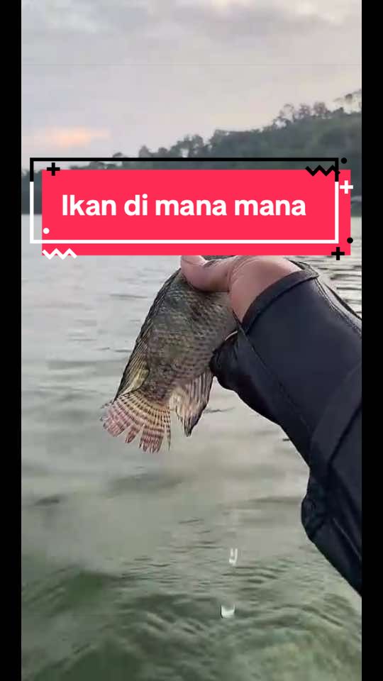 @MAFIA FISHING