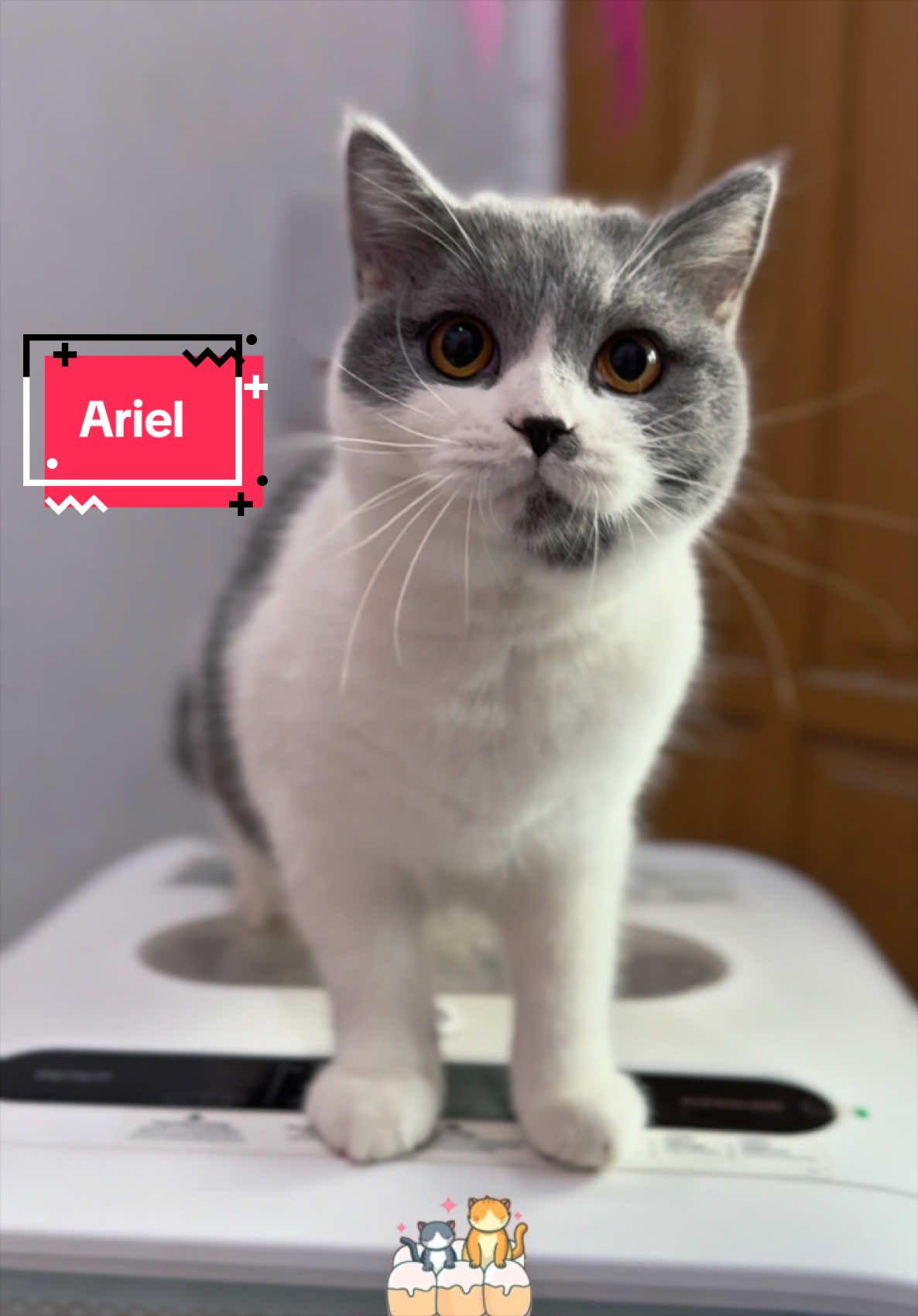 @milky bun cat