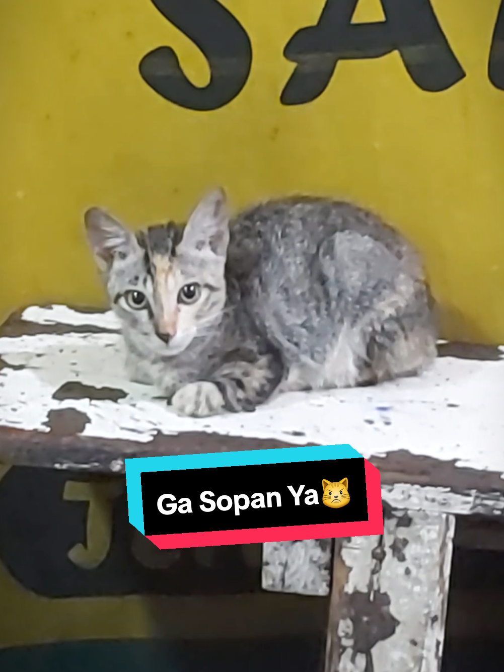 @meoweverydays