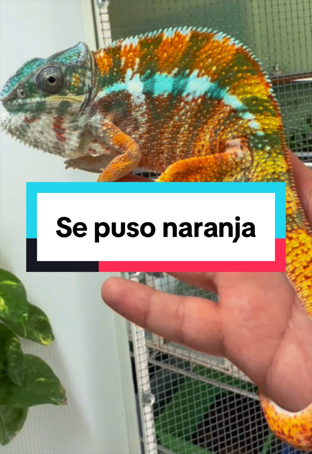 @ReptilMania
