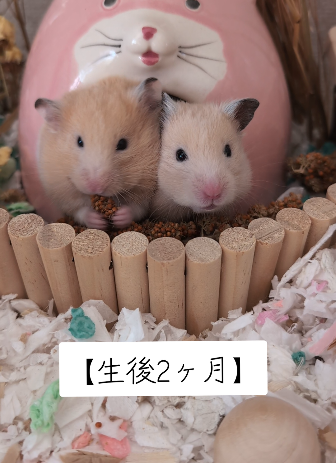 @鼻声🐹主婦