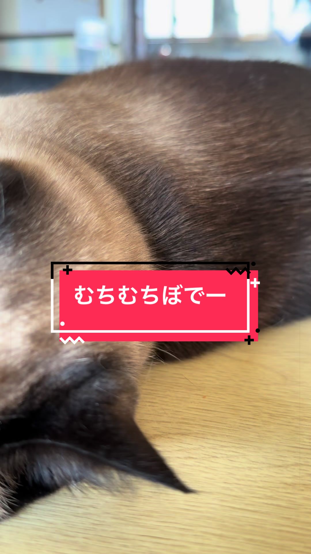 @うちのコレンジャー