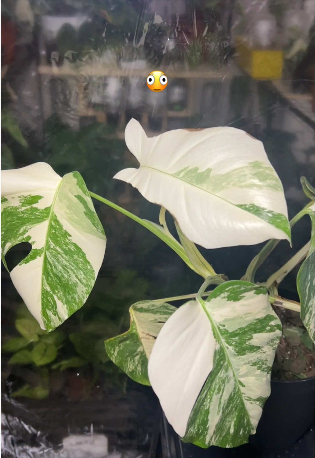 @cultivandoando