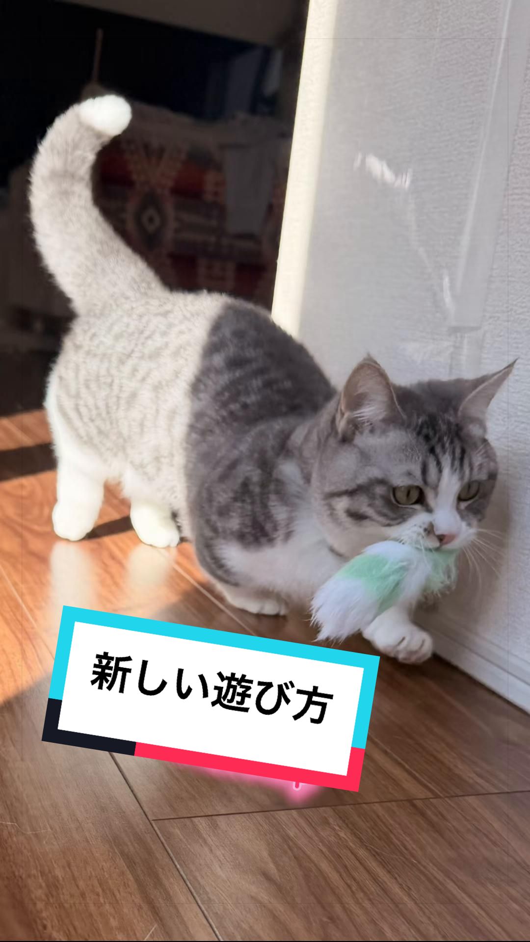 @☆しじみ☆マンチカン