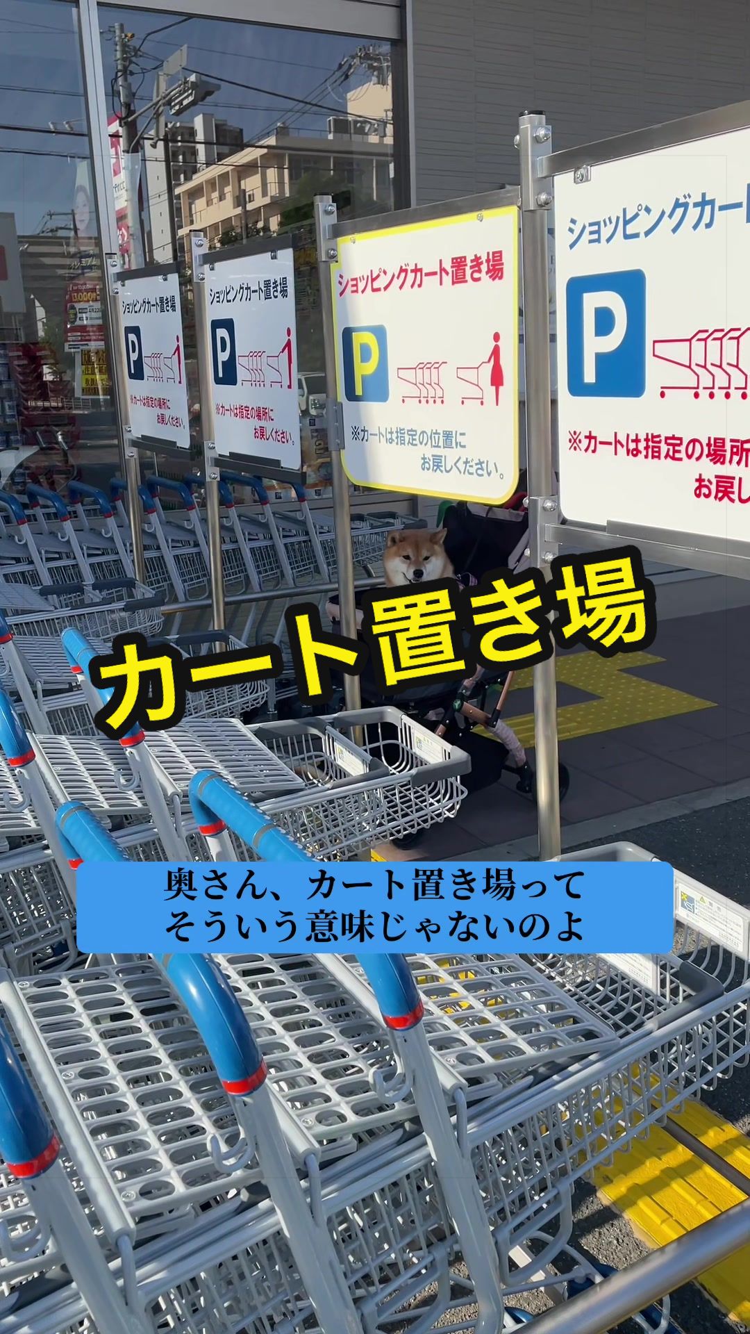 @特に柴犬が好きな人