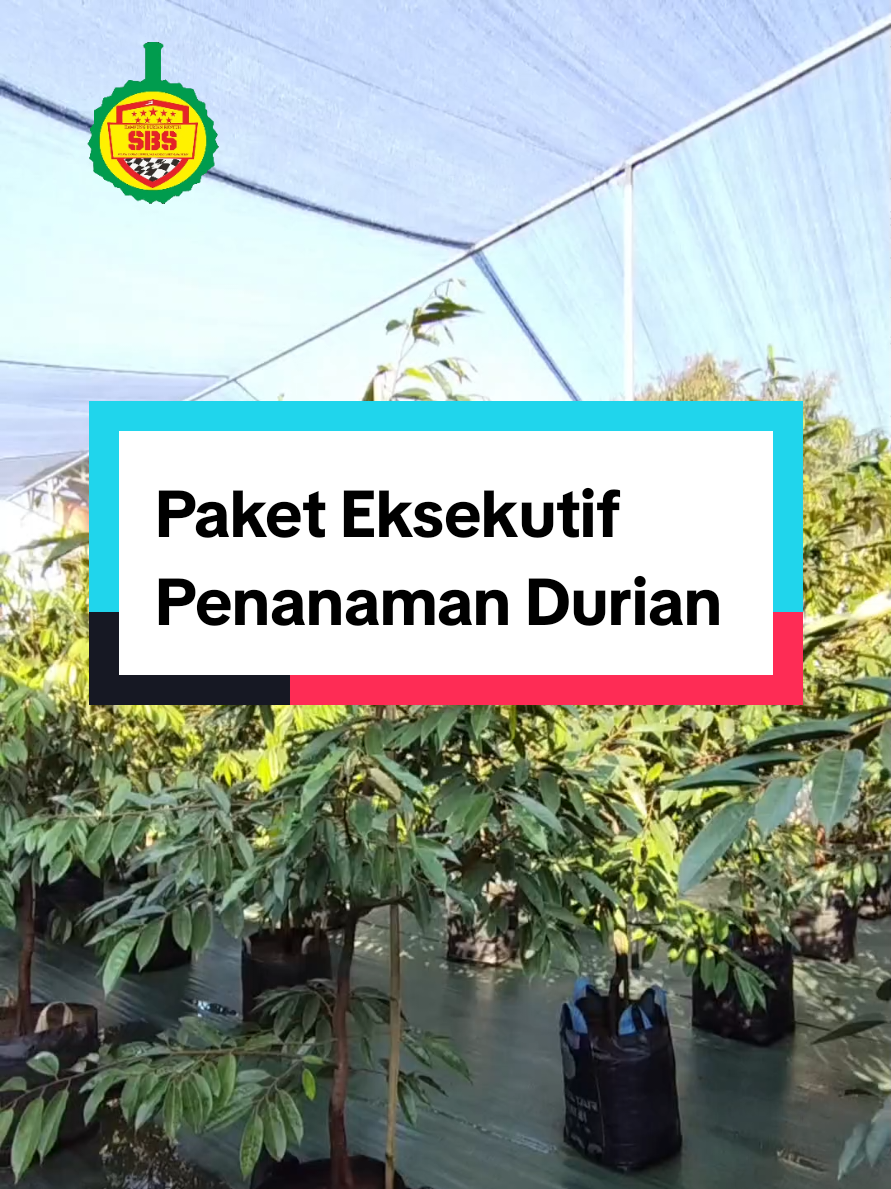 @Produksi Buah_SBS