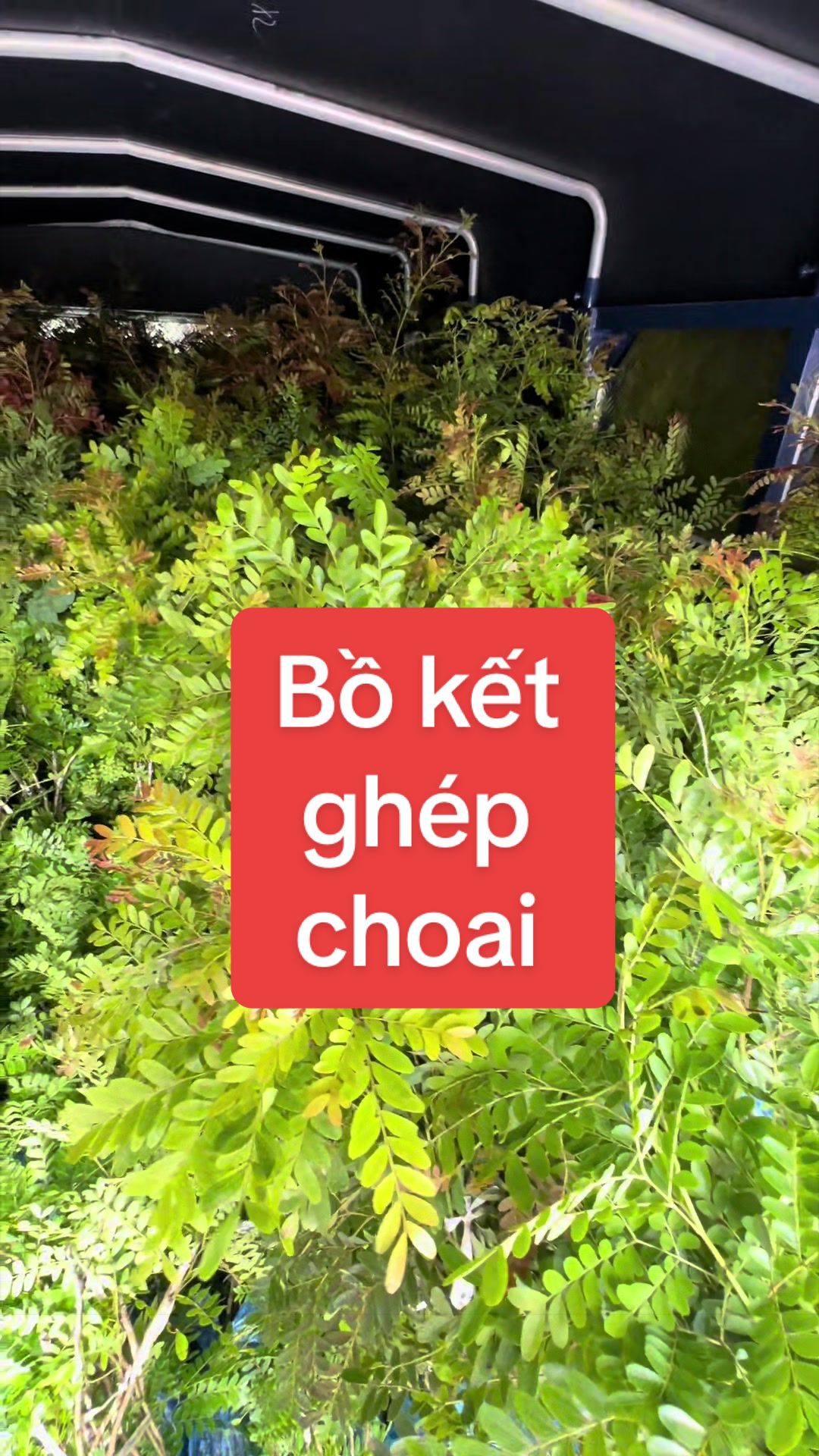 @Nhà Vườn Vũ Mai