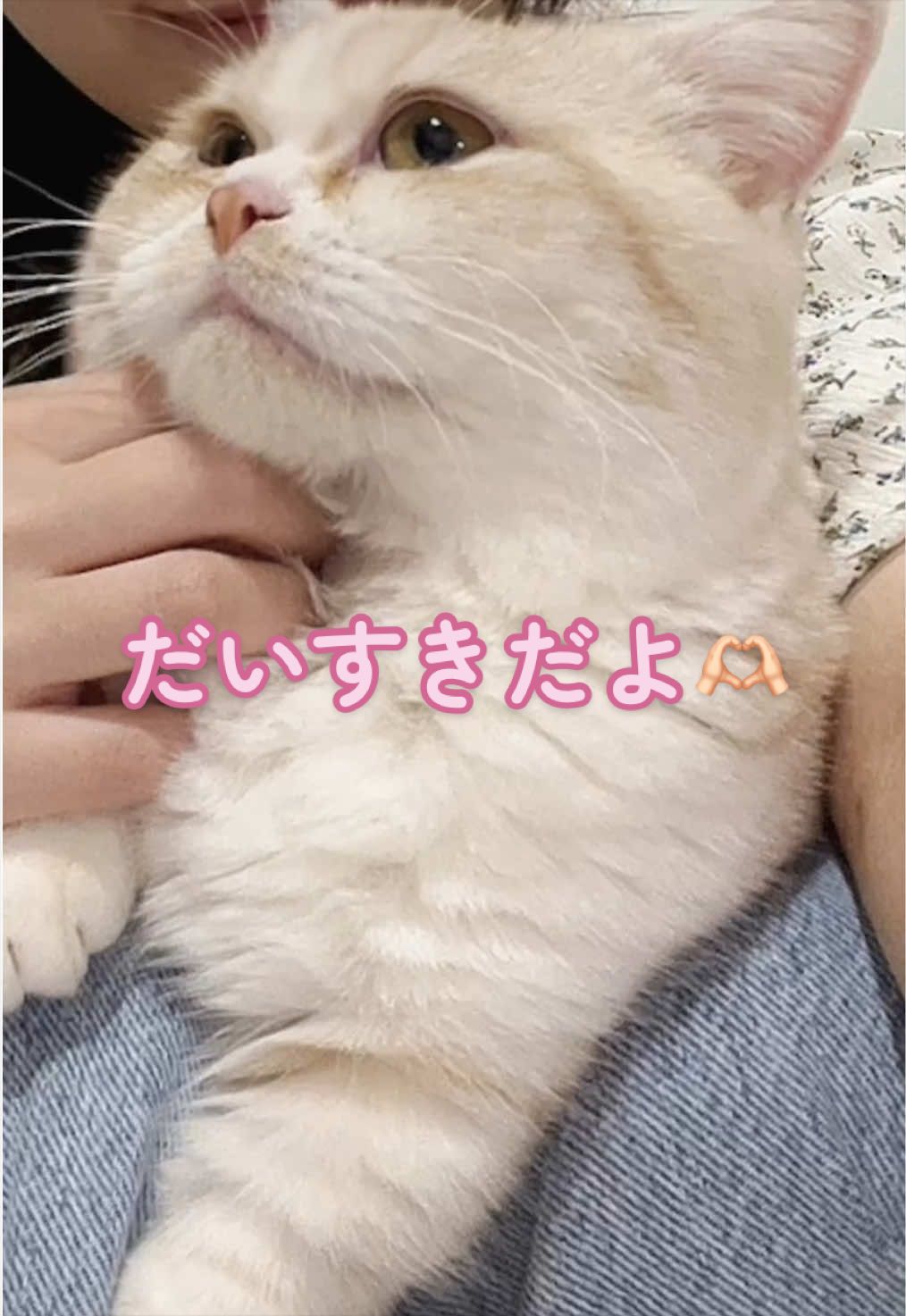 @ใปใฃใ๐๐