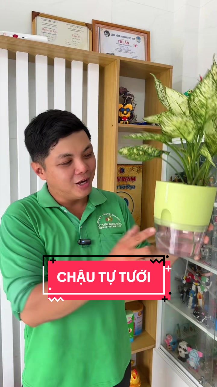 @Cây Xanh Phong Hồng