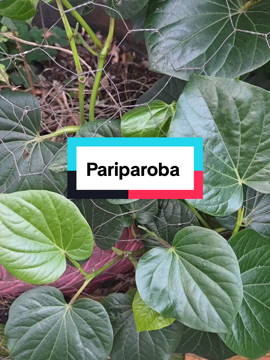 @Dicas e Receitas Naturais