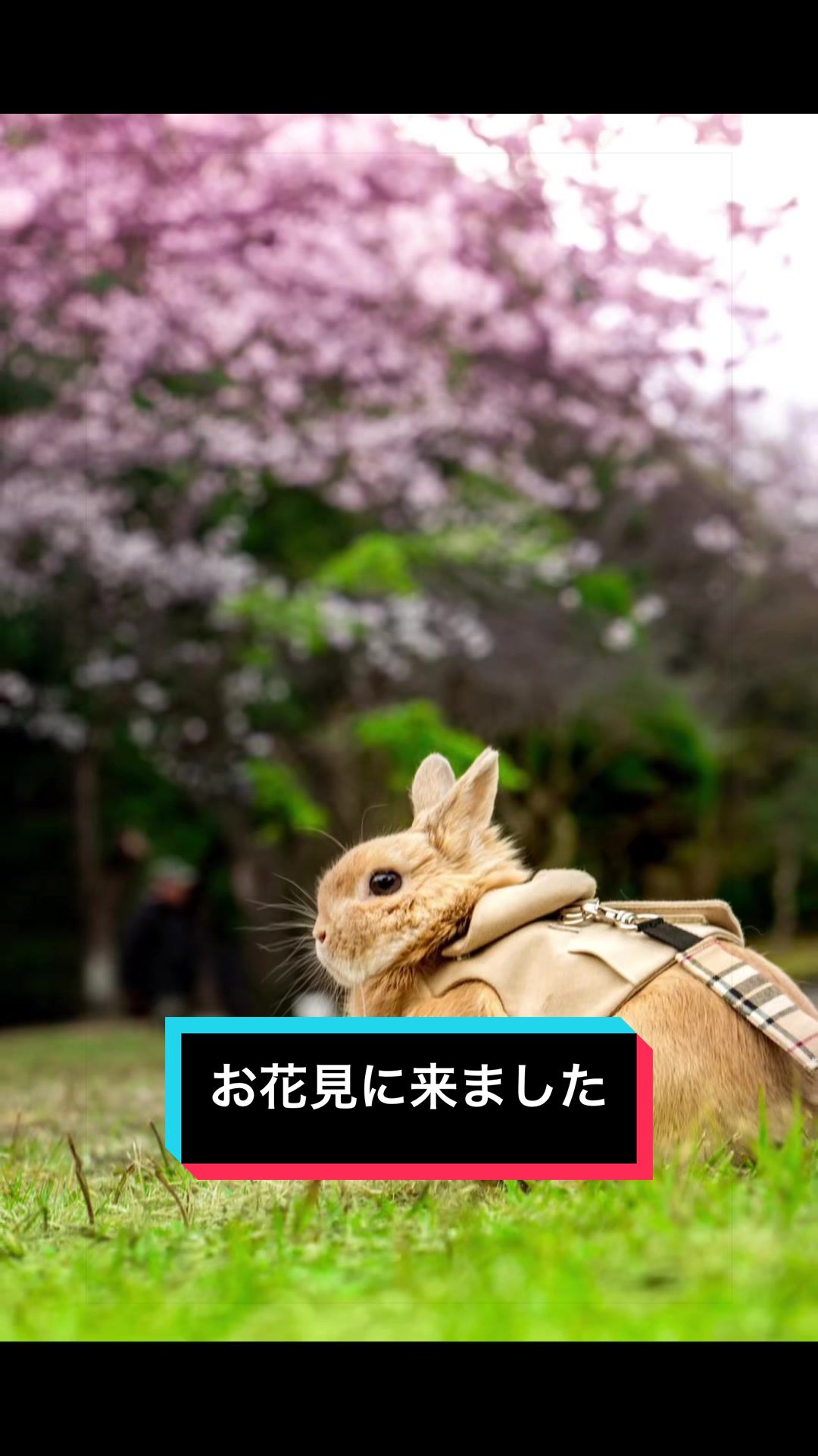 @うさぎのもちまる