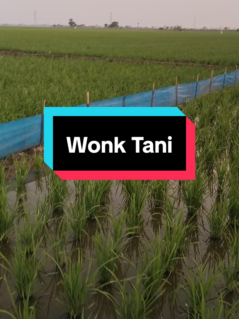 @WONK CEDAL R