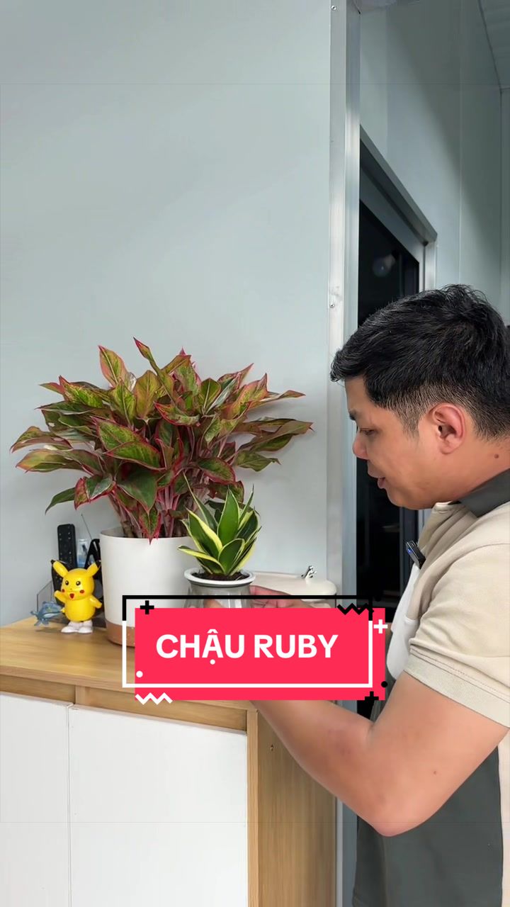 @Cây Xanh Phong Hồng