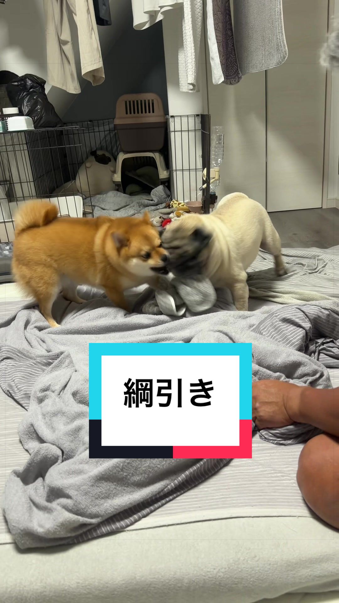 @9/28🎂おじ生誕祭🐶とん&ぺっぺこぺー🦊
