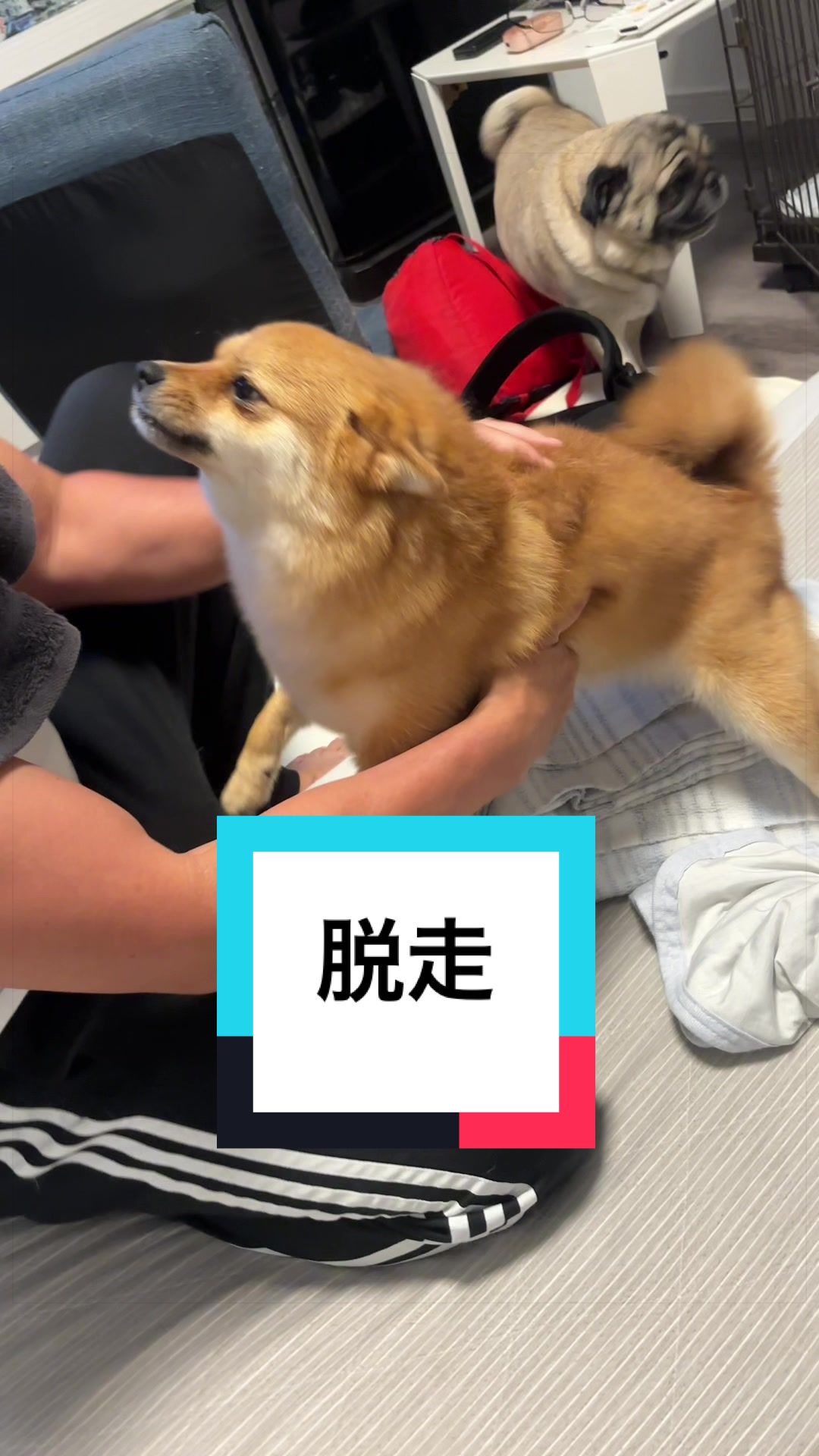 @🐶とん&ぺっぺこぺー🦊