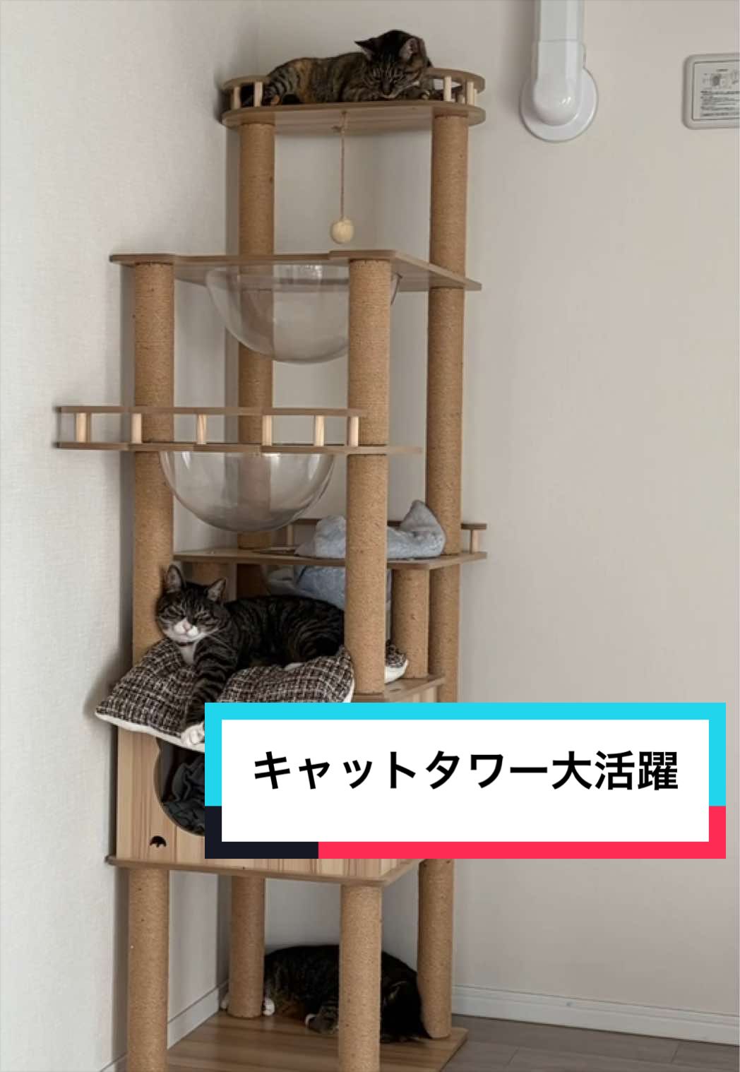 @ルーレオ