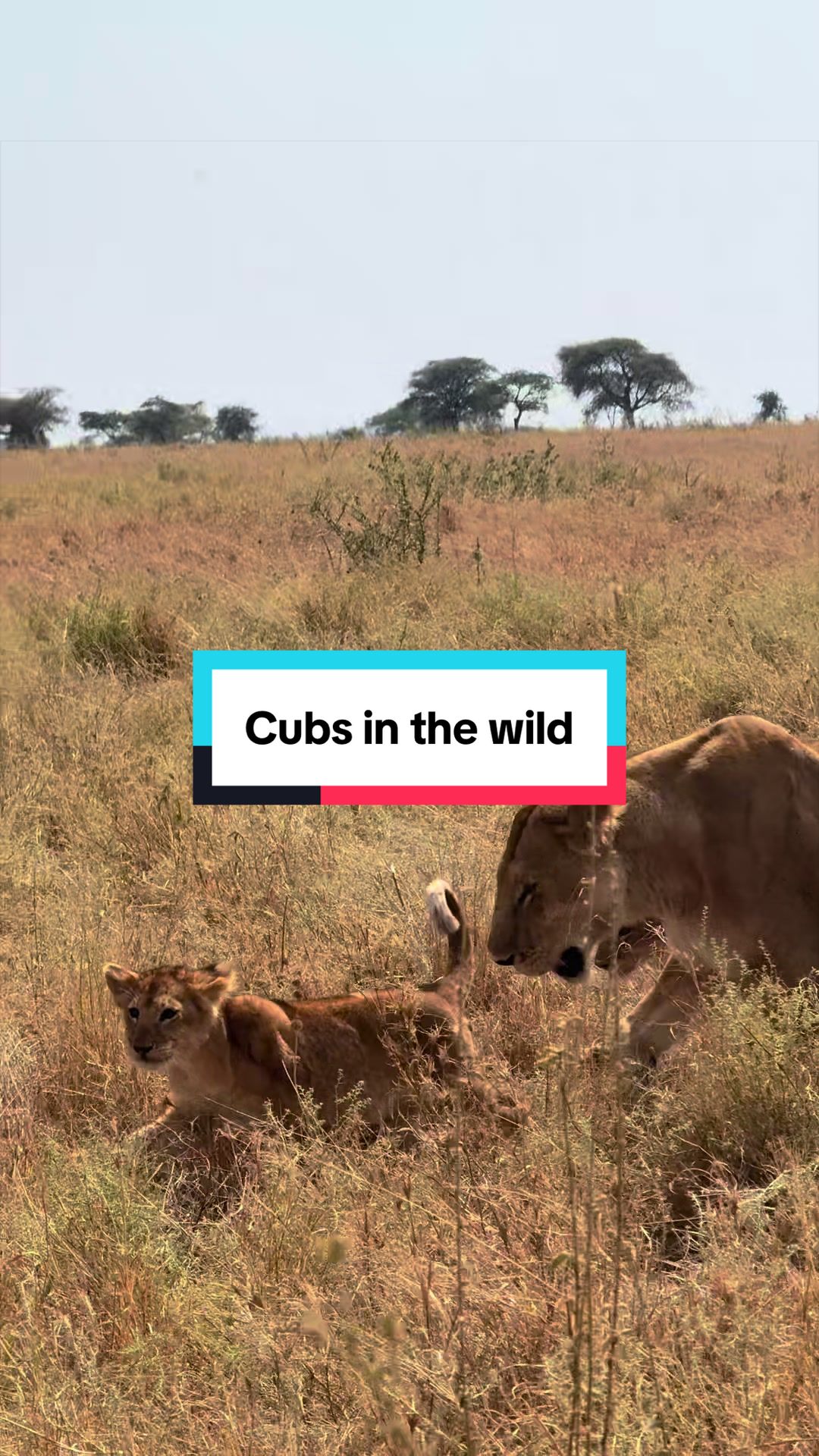 @Milana Tours and Safaris