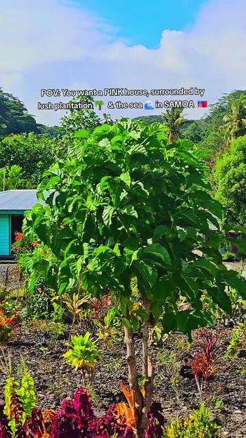 @teinemelody 🇼🇸🇫🇯✨️
