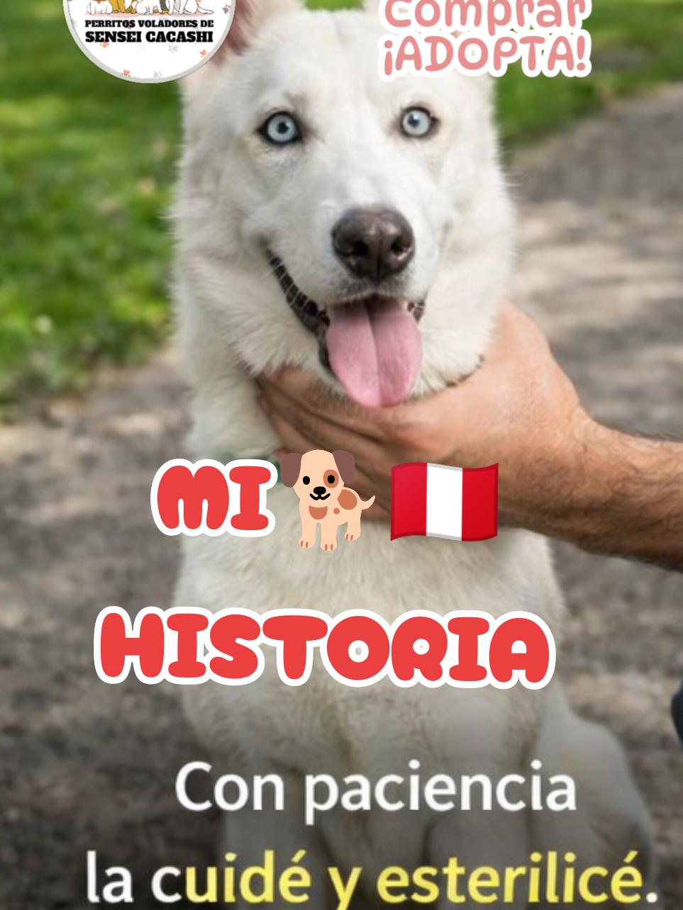 @Perritos Voladores