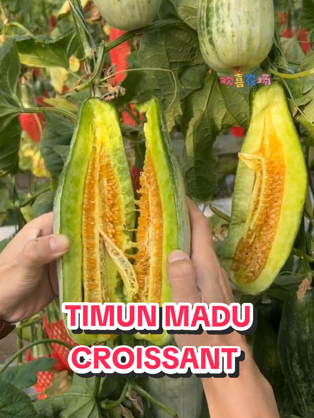 @TOKO BIBIT PAKDE