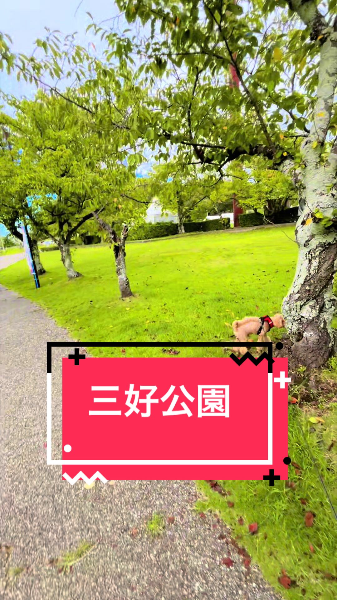 @カンキツ