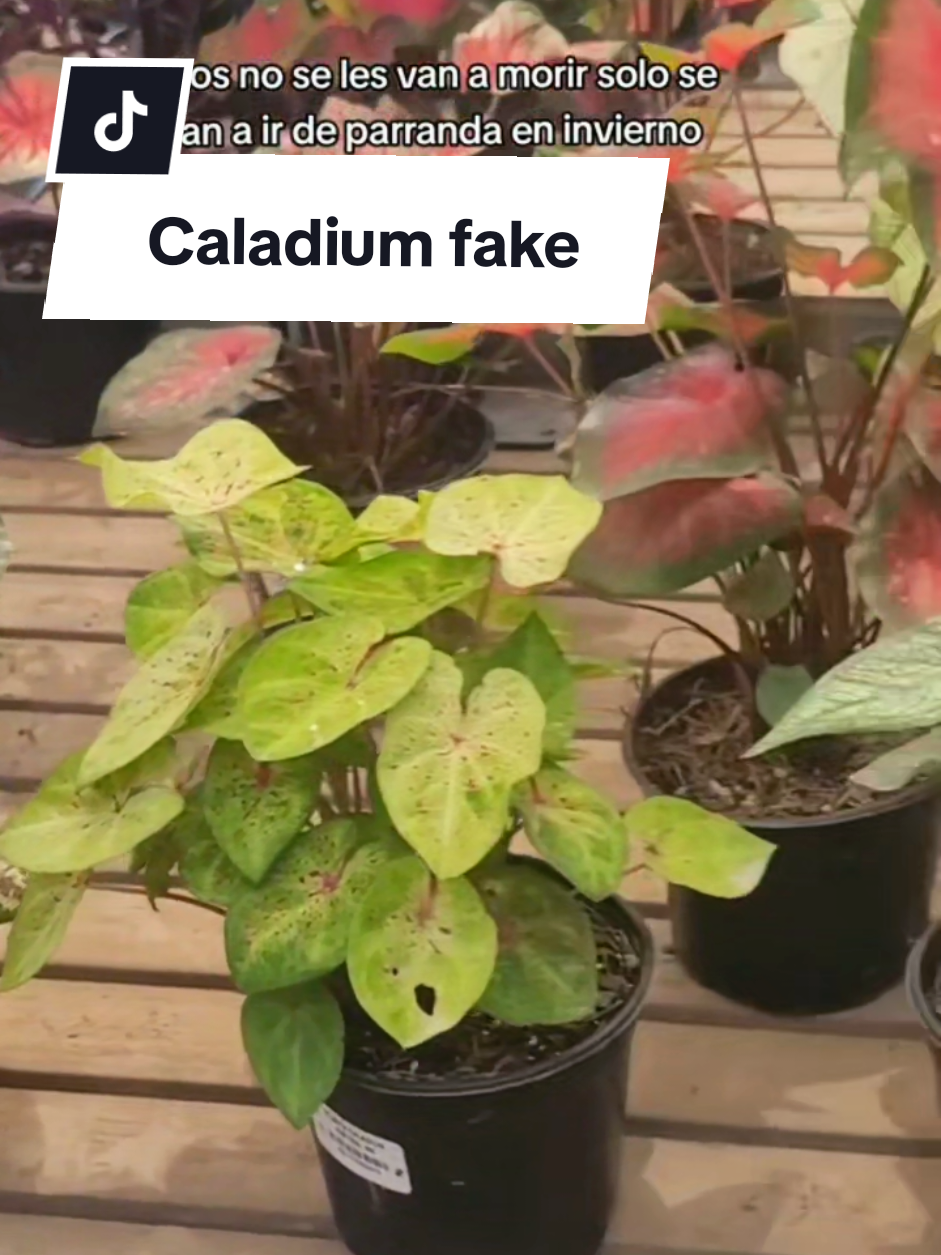 @Plantología🌿