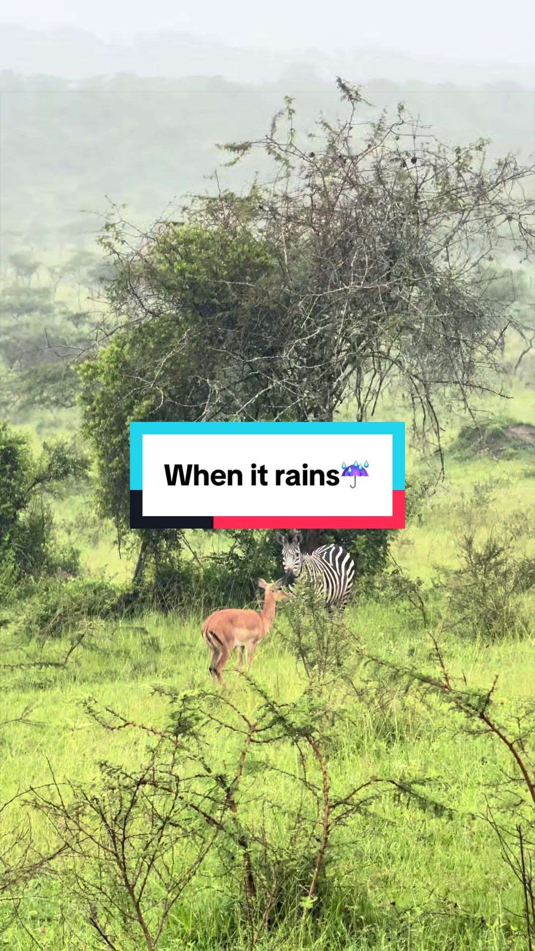 @Milana Tours and Safaris
