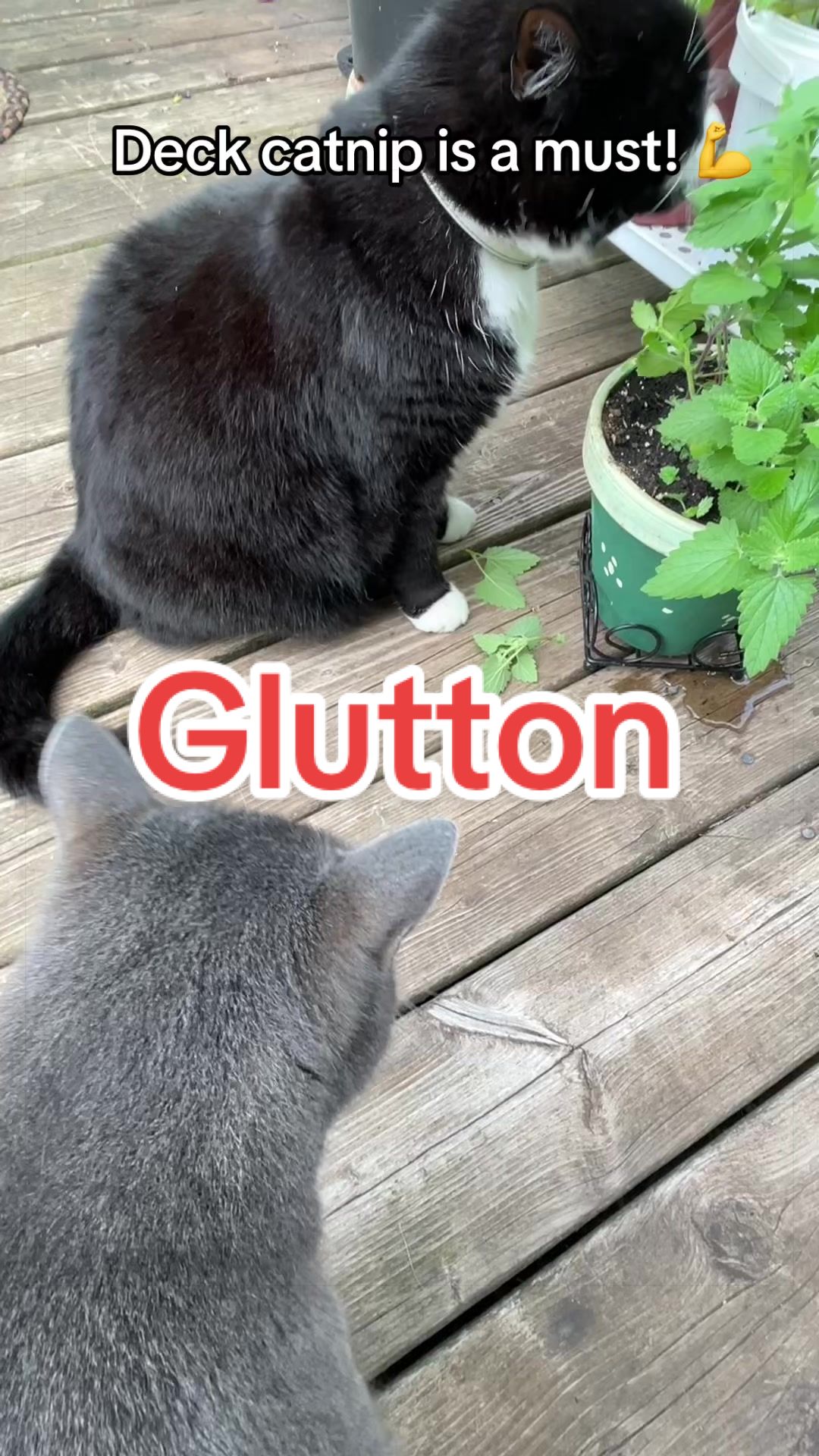 @Reznor_the_cat🪽