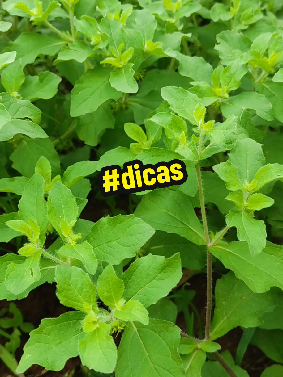 @natureza e sa&uacute;de