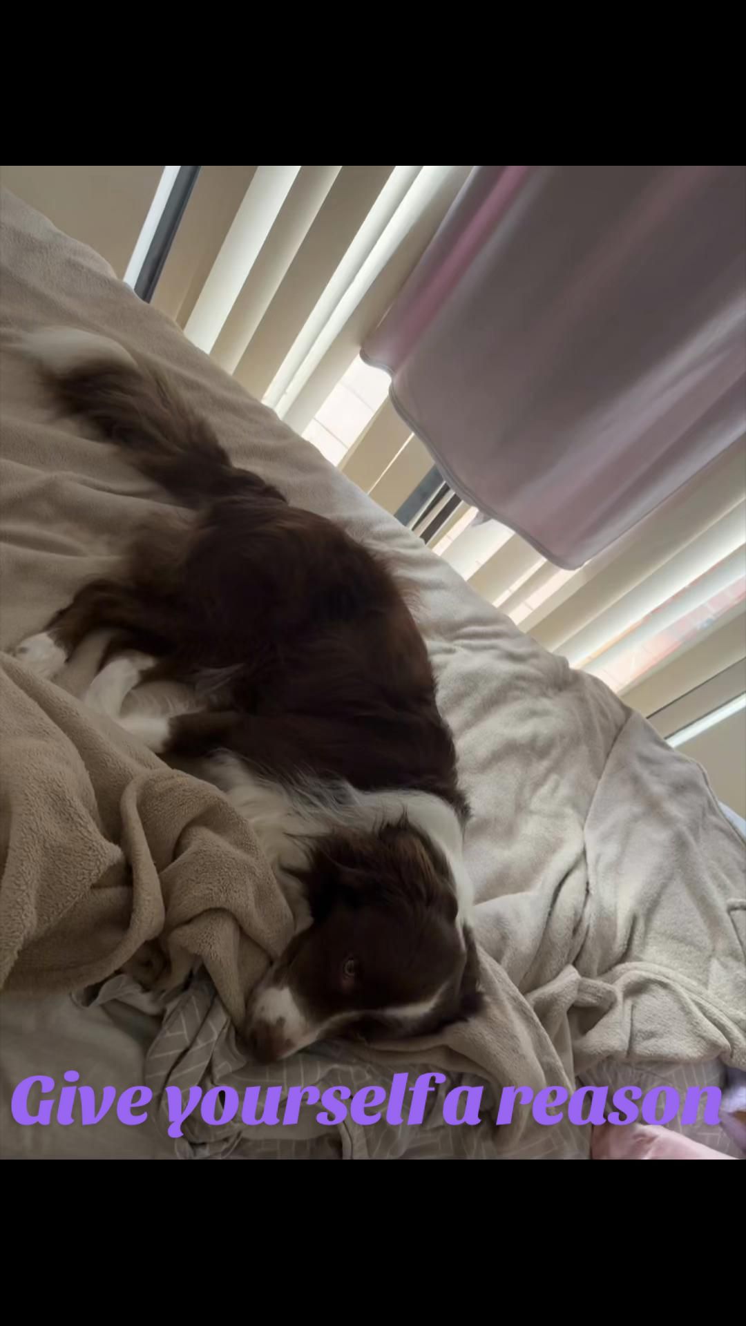 @Just Flame and his Human