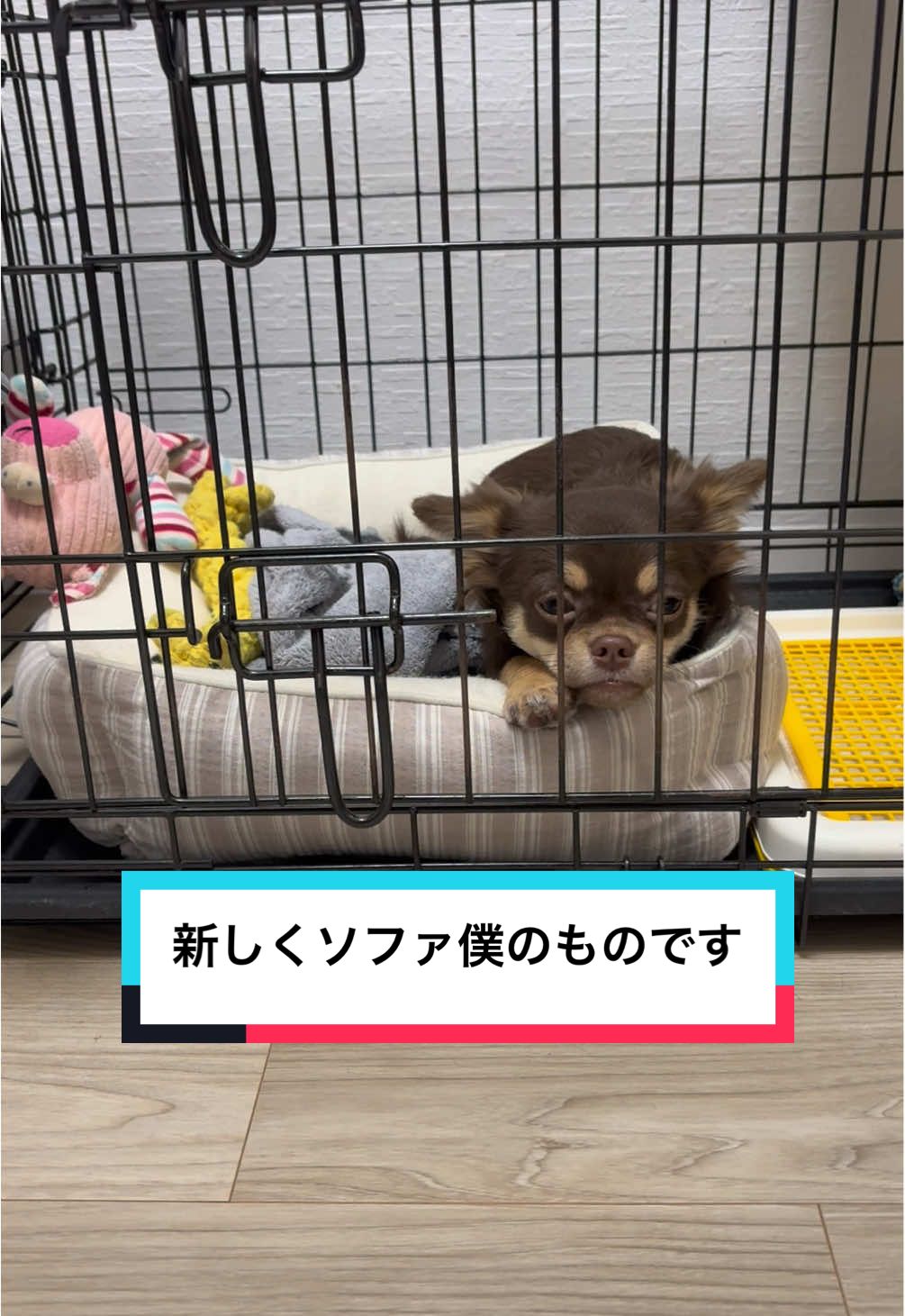 @ใใฃใฑ๐ถ