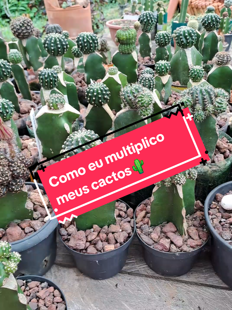 @Cactos & Poesia🌵🤍✍️🏽