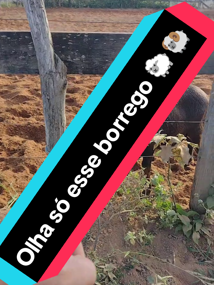 @Patricio do Ceará 🌵