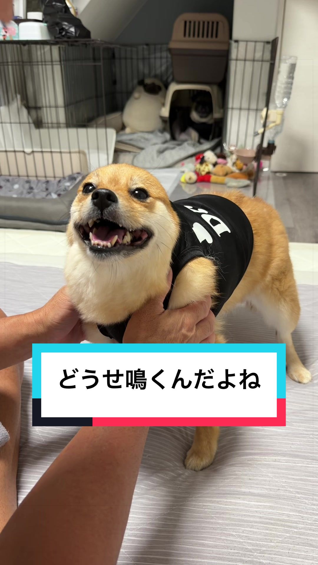 @9/28🎂おじ生誕祭🐶とん&ぺっぺこぺー🦊