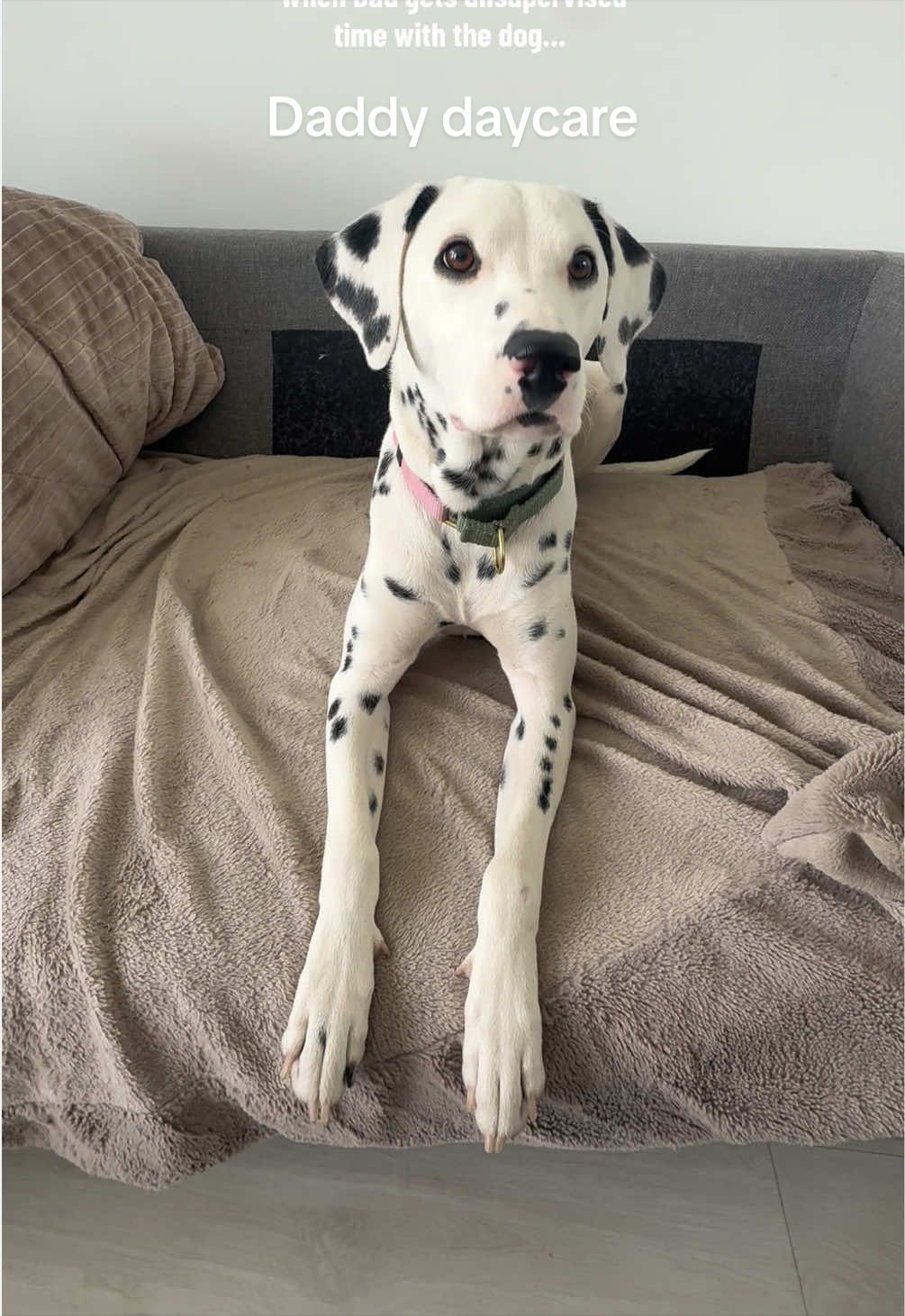 @Nevada the Dalmatian