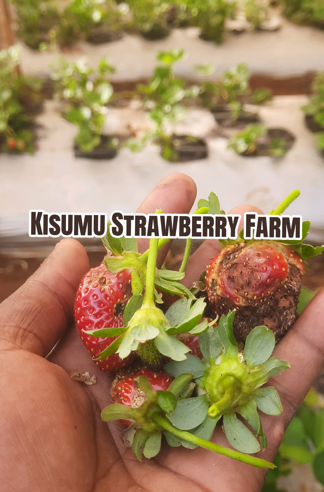 @Agri-Irrigation Africa Limited