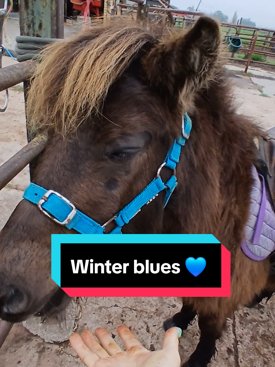 @Jess | Horse trainer