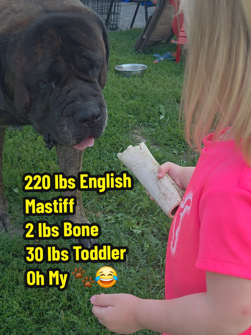 @Maple Mastiffs