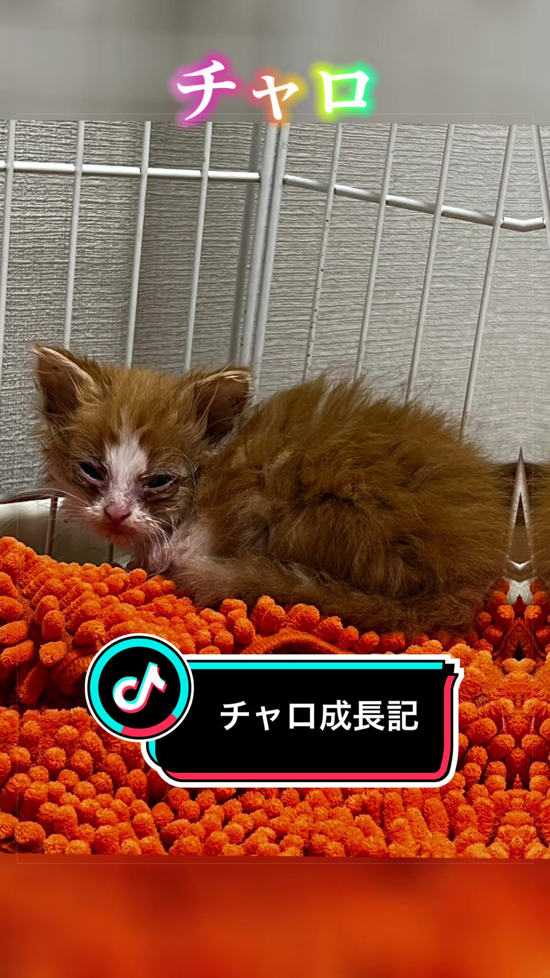 @稲荷弥勒