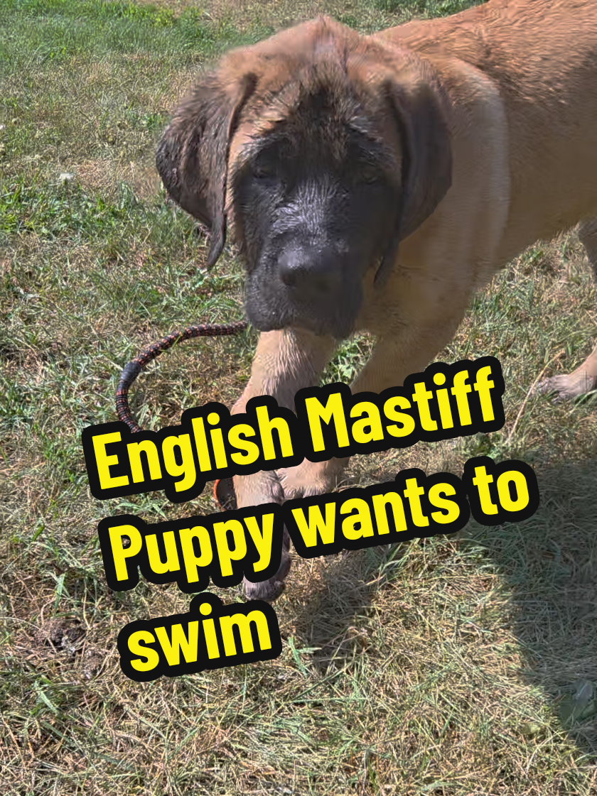 @Maple Mastiffs