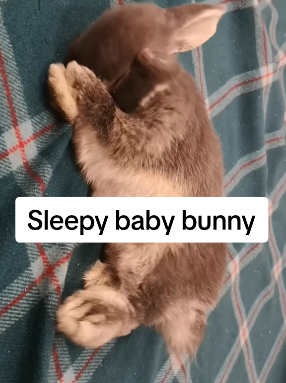 @Blueberry the Bunny