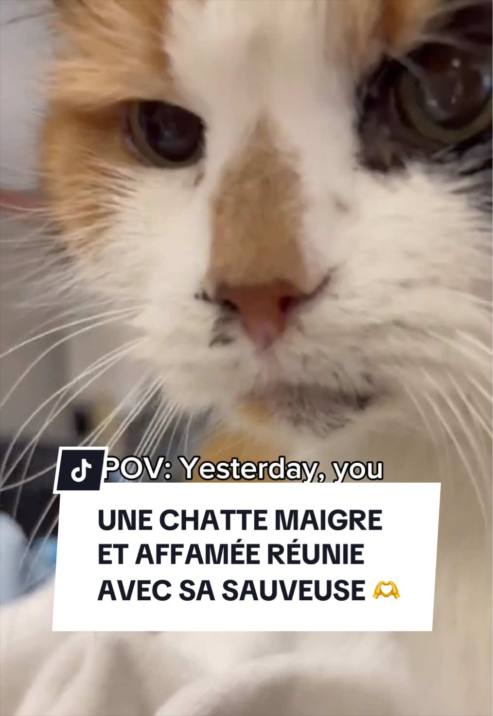 @Montreal SPCA