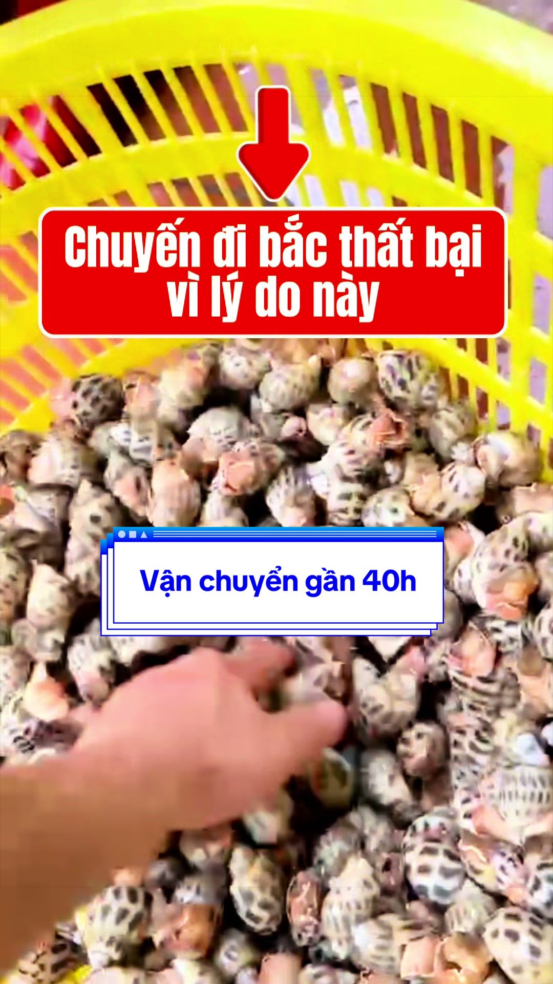 @Mr Qu&acirc;n