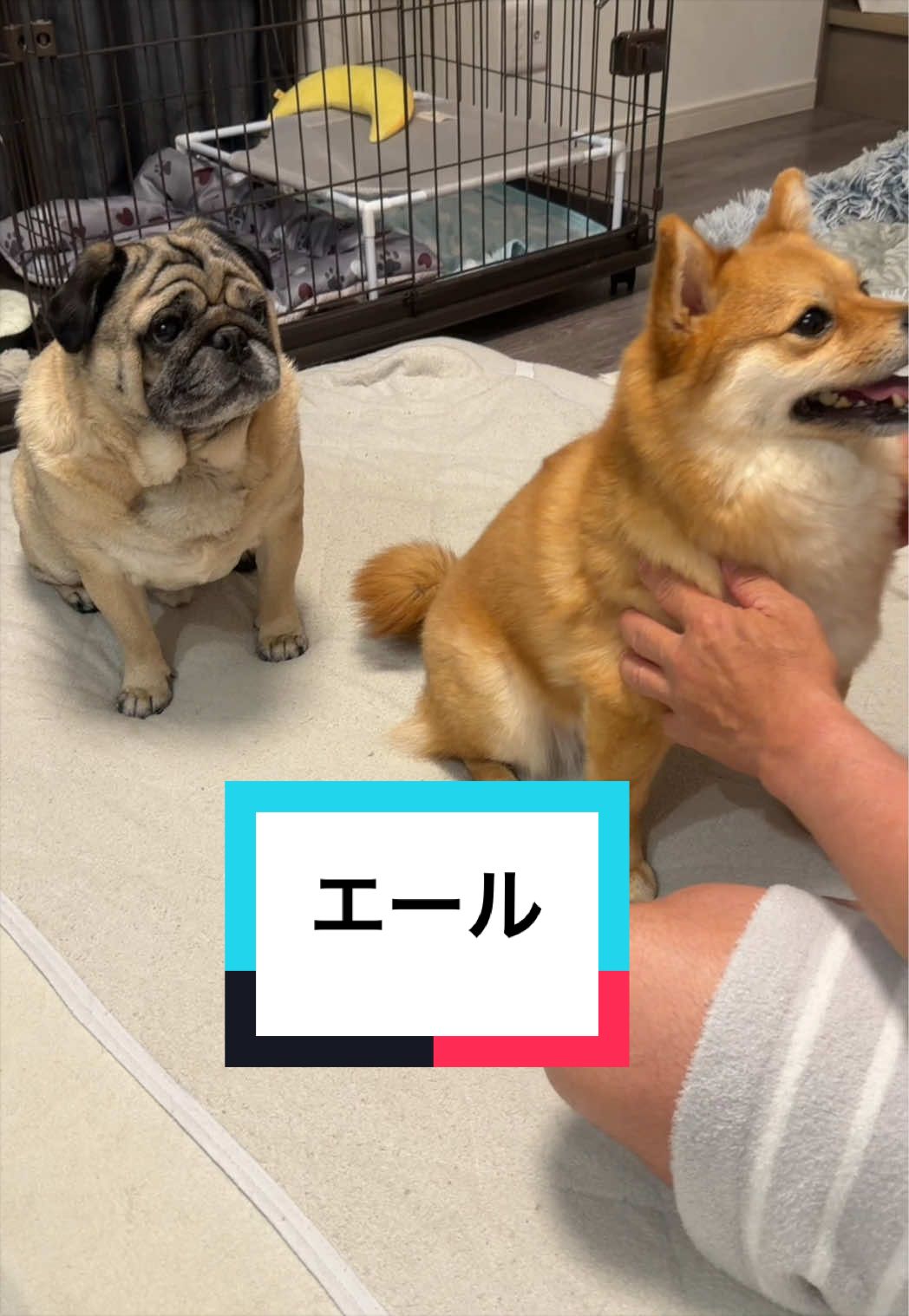 @🐶とん&ぺっぺこぺー🦊