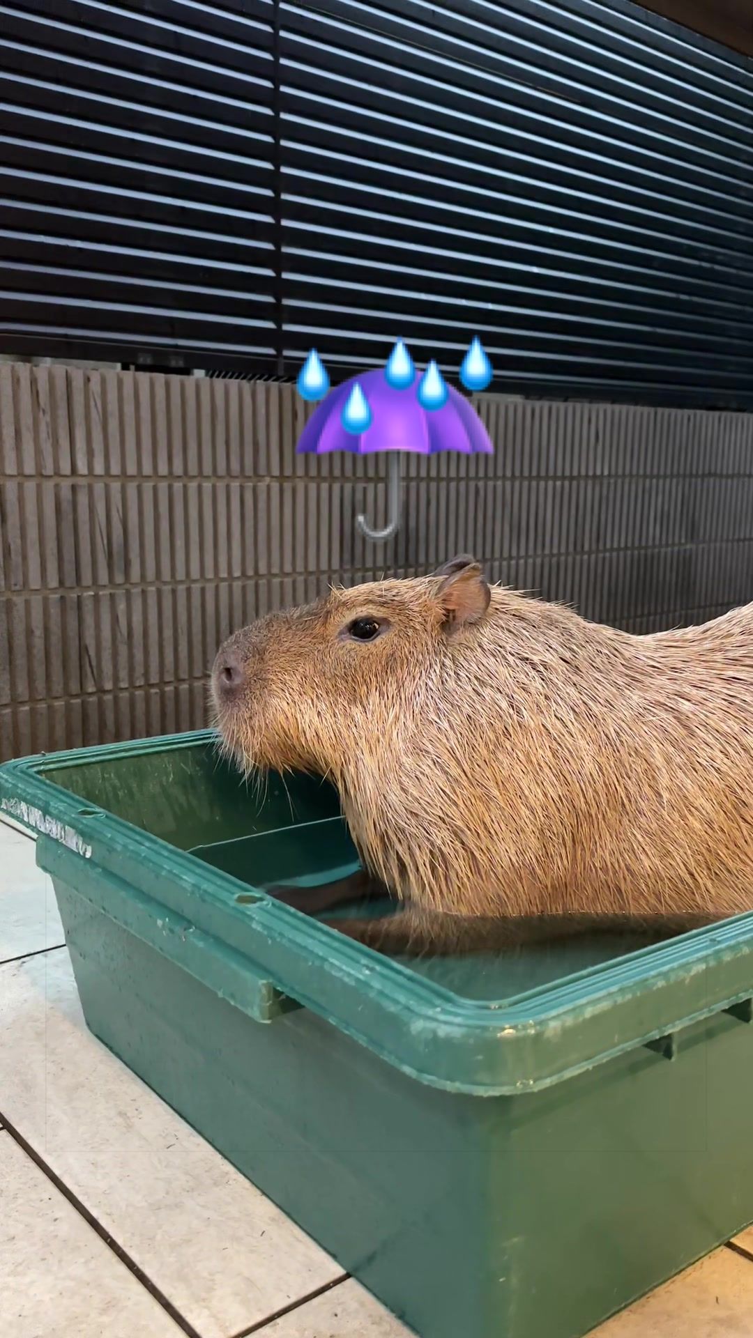 @カピヴィレッジ