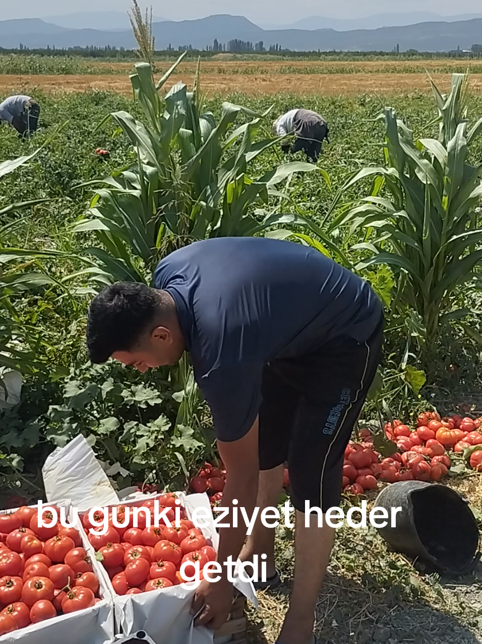 @qisi_907