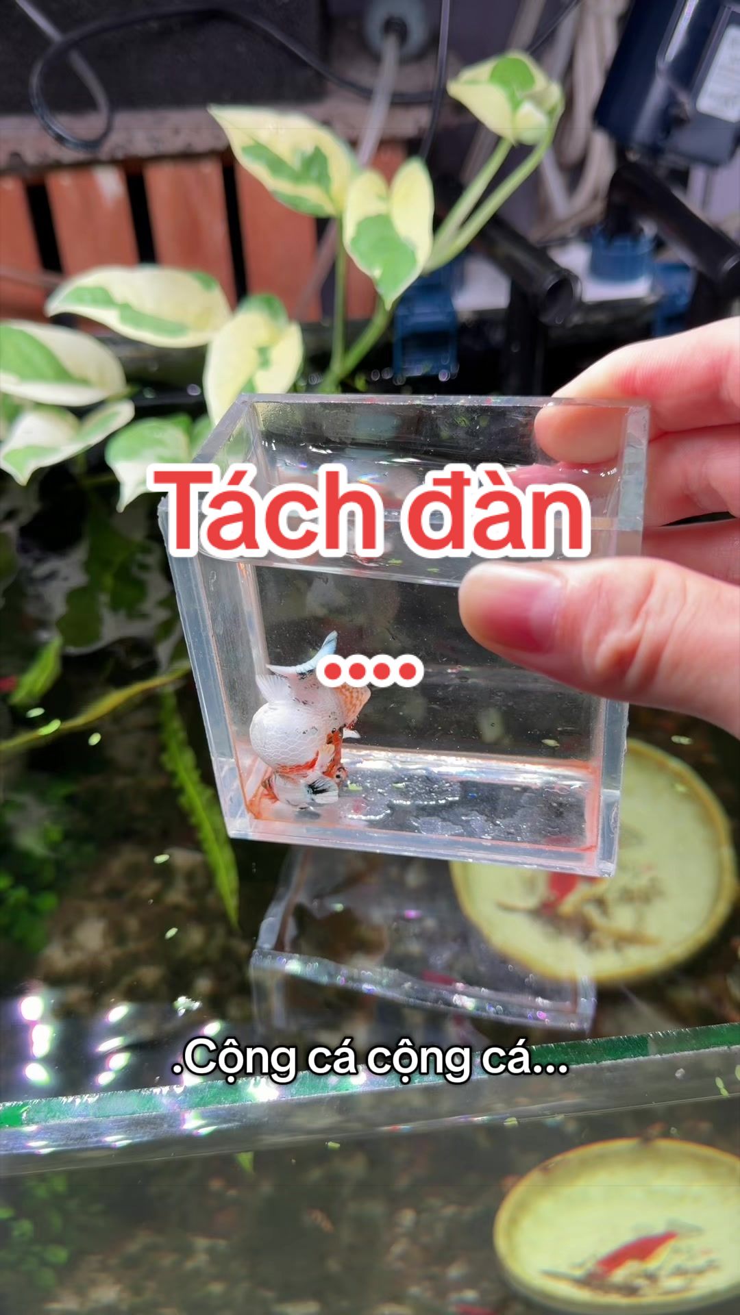 @Simple Tank
